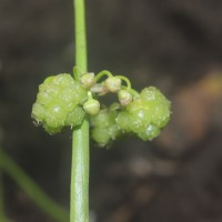 Limnophyton obtusifolium (L.) Miq.